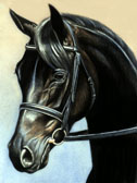 Dressage, Equine Art - Black Trekhener Mare